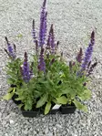 Loistosalvia New Dimension Blue - Perennat - 6430019381892 - 1