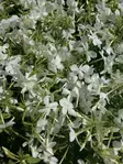Rönsyleimu valkoinen - Perennat - 6417481276932 - 1