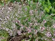 Sitruuna-ajuruoho - Perennat - 6417481243262 - 1