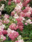 Japaninhortensia Pinky Winky - Astiataimet - 3940523657732 - 1