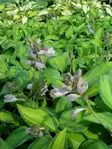 Tarhakuunlilja June - Perennat - 6417481280052 - 1