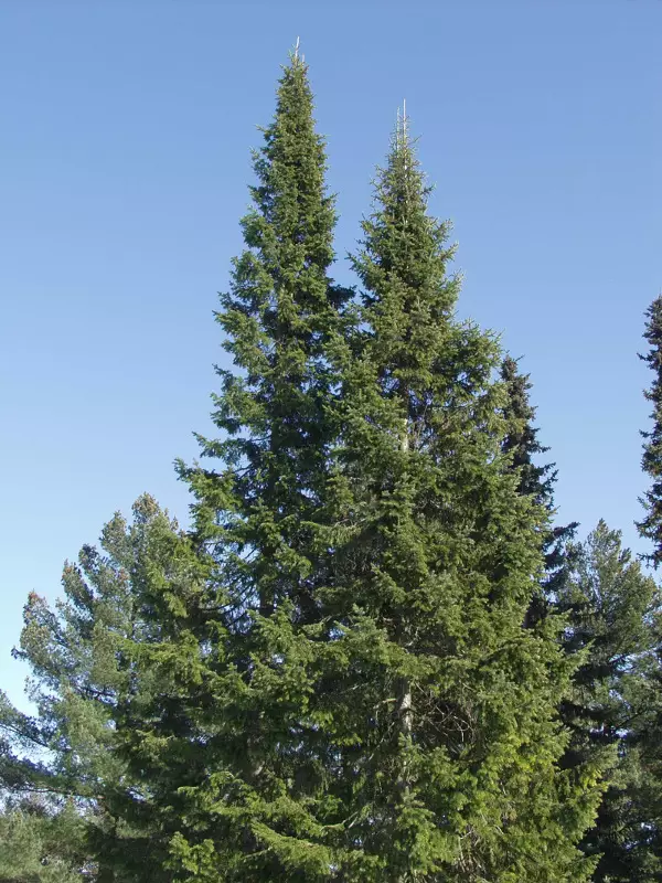 Palsamipihta - Pihdat - AB10010011302 - 1