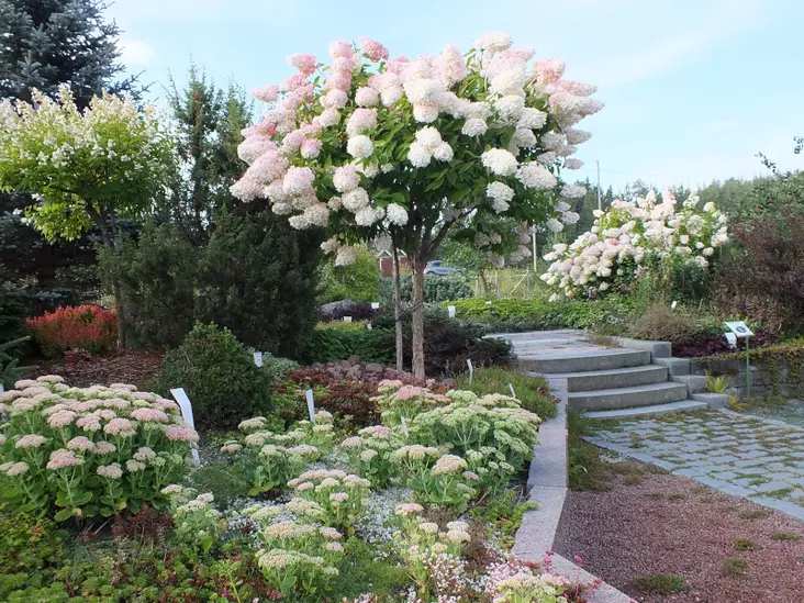 Syyshortensia Grandiflora rungollinen - Pikkupuut / rungolliset pensaat - AB10010011902 - 1