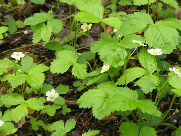 Ahomansikka - Perennat - 6417481283312 - 1