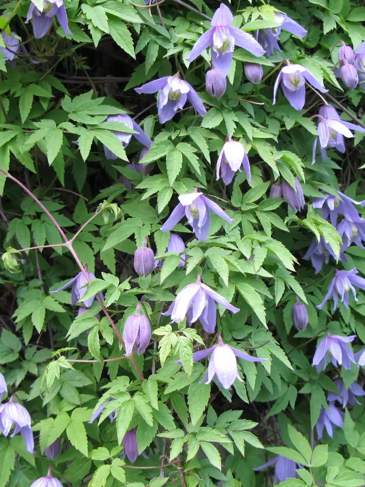 Alppikärhö - Clematikset - 3940535247952 - 1