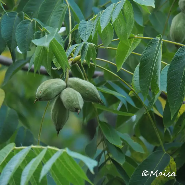 Amerikanjalopähkinä 150-200 - Lehtipuut - AB10010011492 - 1