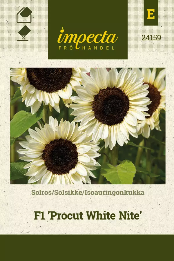 Auringonkukka siemen - Annossiemenet - 7332756241592 - 1