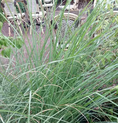 Elefanttiheinä Gracilimus - Koristeheinät - 6430019383162 - 1