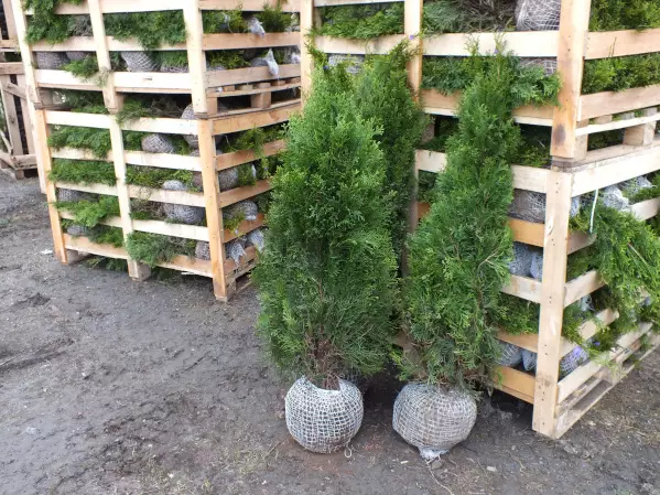 Ennakkotuija paakku Smaragd 100-120 - Tuijat - AB10010012312 - 1