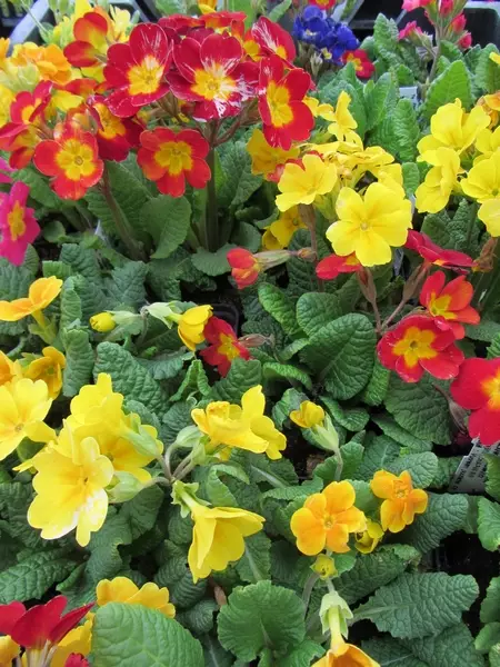 Lehtoesikko (etelänkevätesikko) Cresendo - Perennat - 6430019381762 - 1