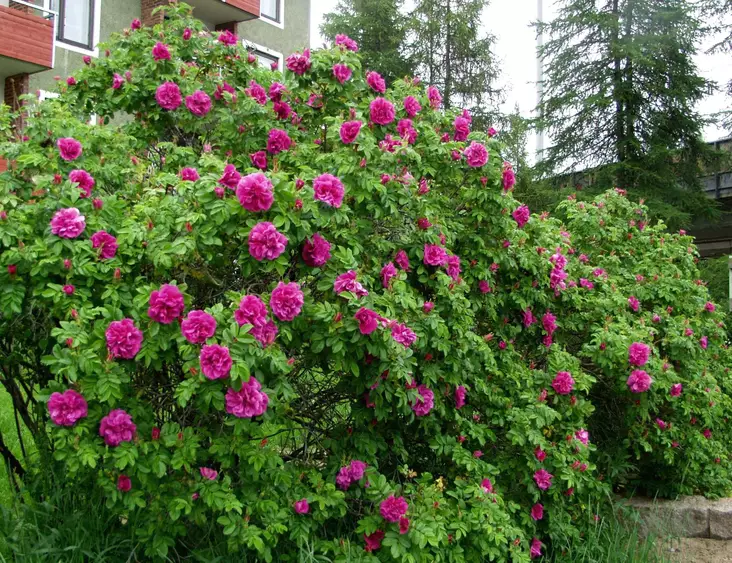 Hansaruusu Hansa - Pensasruusut - 3940564050172 - 1