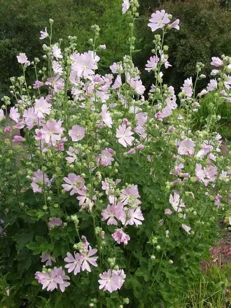 Harmaamalva - Perennat - 6417481276512 - 1