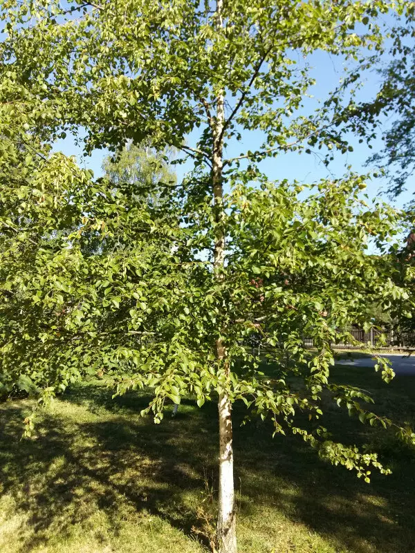 Hieskoivu - Lehtipuut - 6420613693422 - 1