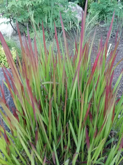 Hurmesilkkiheinä Red Baron - Koristeheinät - AB10010010562 - 1