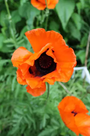 Isoidänunikko - Perennat - 6417481272132 - 1