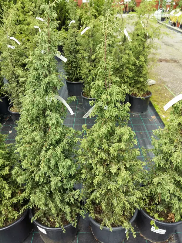 Isopilarikataja Norrback - Katajat - AB10010011952 - 1