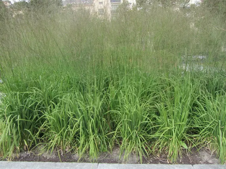 Isosiniheinä Transparent - Koristeheinät - 6430019384602 - 1