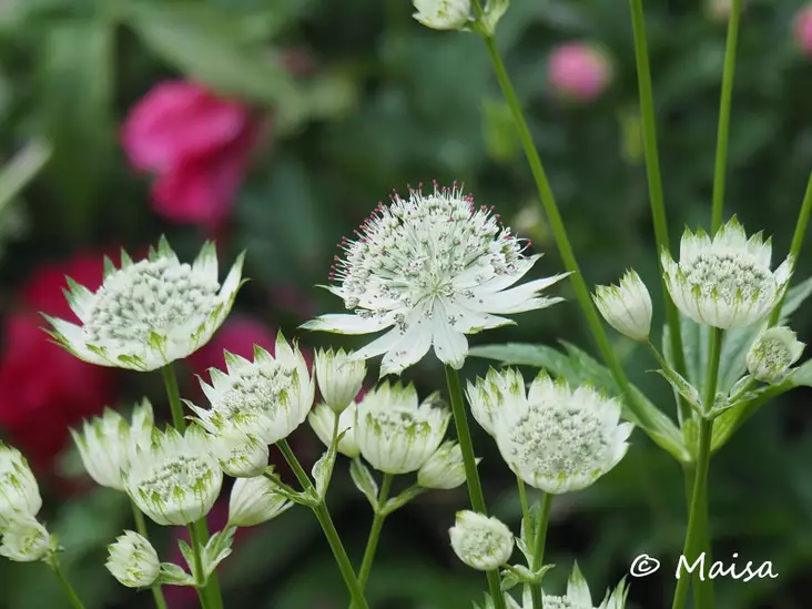 Isotähtiputki Snow Queen - Perennat - AB10010012192 - 1