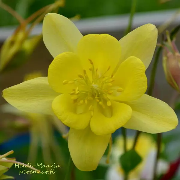 Jaloakileija Maxi - Perennat - AB10010010112 - 1