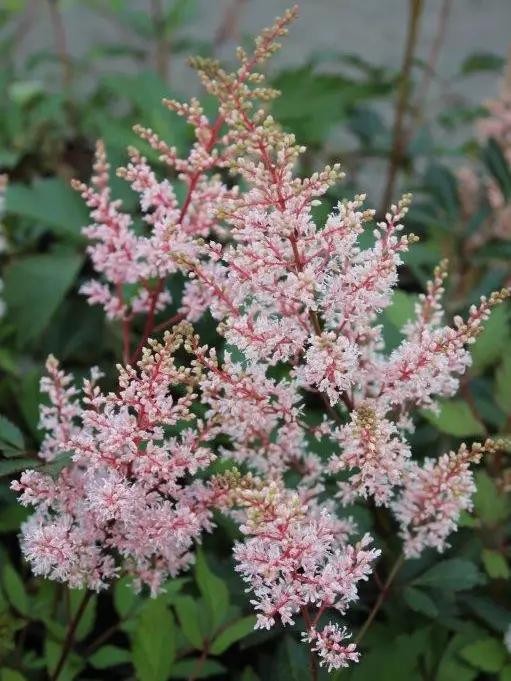 Tarhajaloangervo Look at Me - Perennat - 6417481281462 - 1