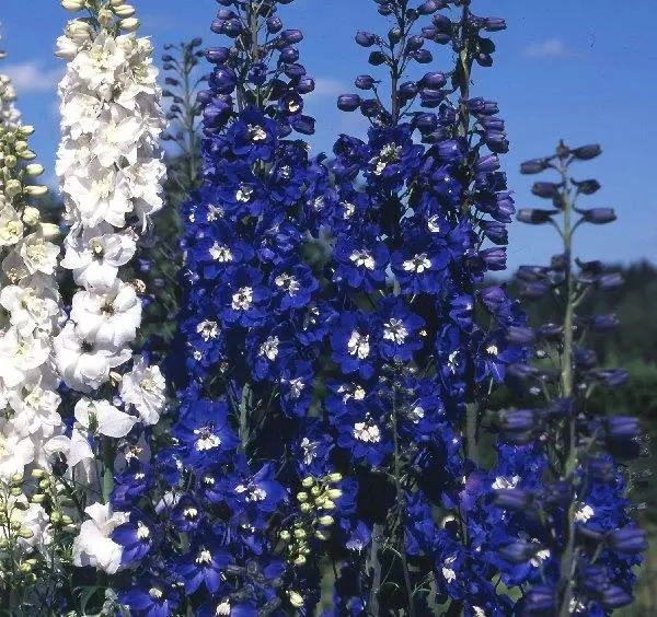 Jaloritarinkannus Dark Blue - Perennat - 6430019383032 - 1