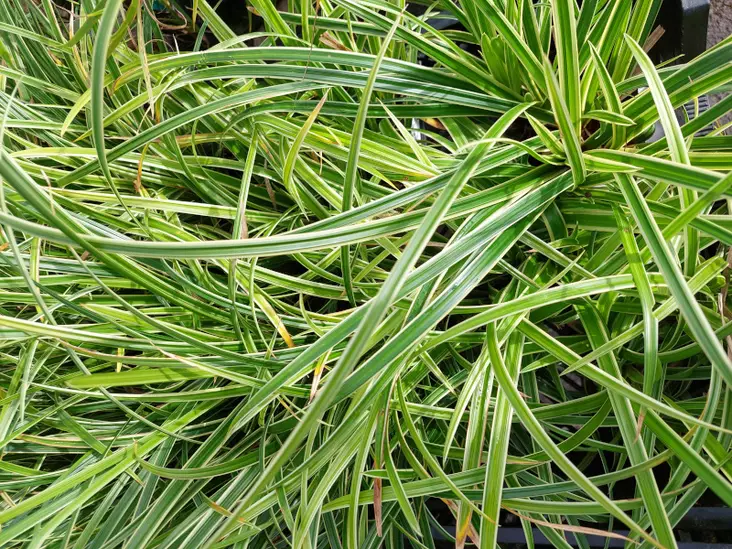 Japaninsara Ice Dance - Koristeheinät - 6417481280502 - 1