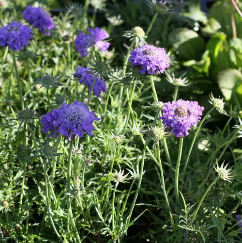 Japanintörmäkukka Blue Note - Perennat - 6430019383612 - 1