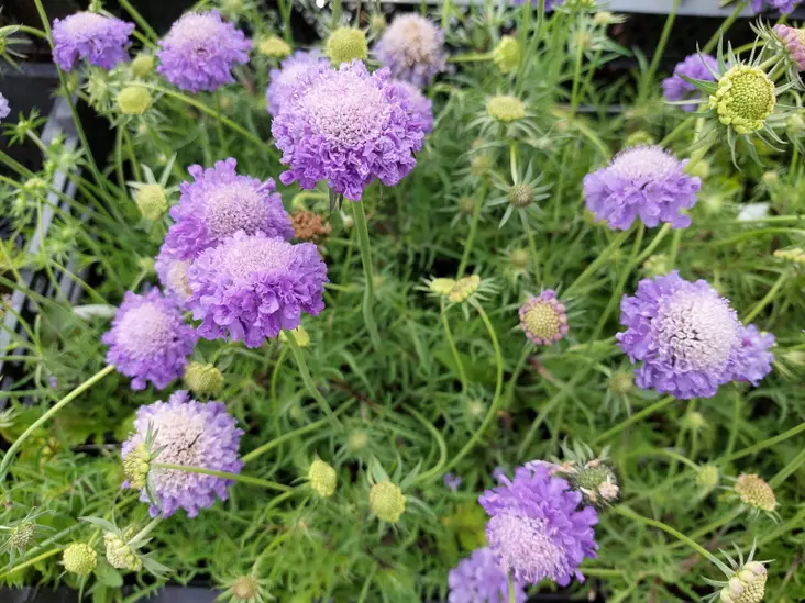 Japanintörmäkukka Blue Note - Perennat - 6430019383612 - 5