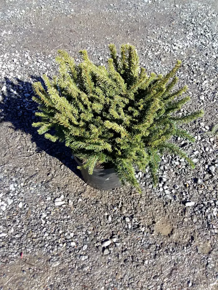 Pallokuusi Pumila nigra - Kuuset - AB10010011982 - 1