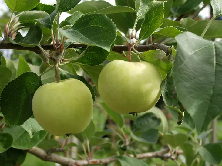 Kääpiöomenapuu Valkea Kuulas 150-200 - Omenapuut - 3940534078212 - 1