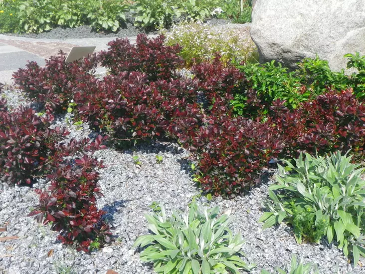 Kääpiöpurppurahappomarja Atropurpurea Nana - Astiataimet - 3940516110282 - 1