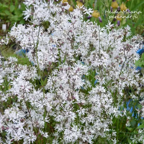 Käenkukka White Robin - Perennat - AB10010010742 - 1