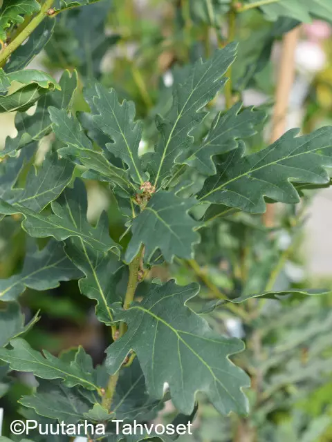 Kartiotammi Koster 150-250 - Lehtipuut - 6417189413912 - 1