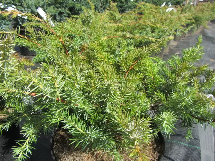 Kataja Schlager - Katajat - AB10010012132 - 1