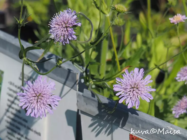 Ketoruusuruoho - Perennat - AB10010011592 - 1
