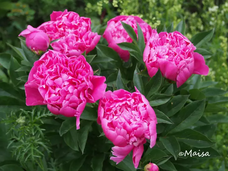 Kiinanpioni Edulis Superba - Pionit - 6430029532932 - 1