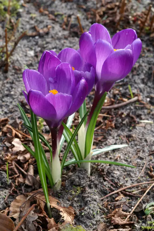 Krookus/Kevätsahrami `Flower Record` - Krookukset - 3942586549412 - 1