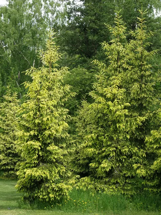 Kultakuusi 60-80 - Kuuset - 3941623893662 - 1