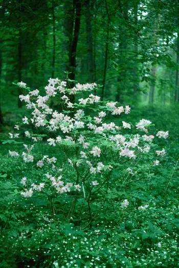 Kuningasatsalea Estelle - Atsaleat - 3946512922942 - 1