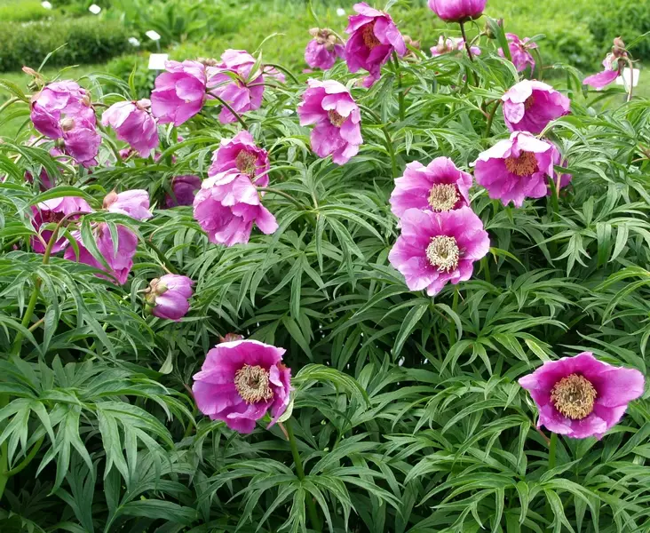 Kuolanpioni - Pionit - 6430029530112 - 1