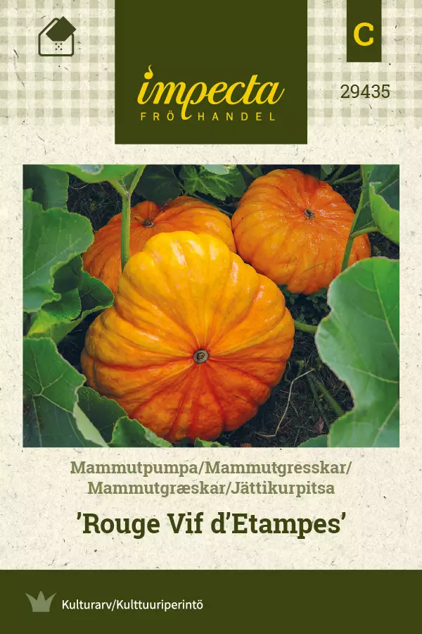 Kurpitsa, jätti- siemen - Annossiemenet - 7332756294352 - 1