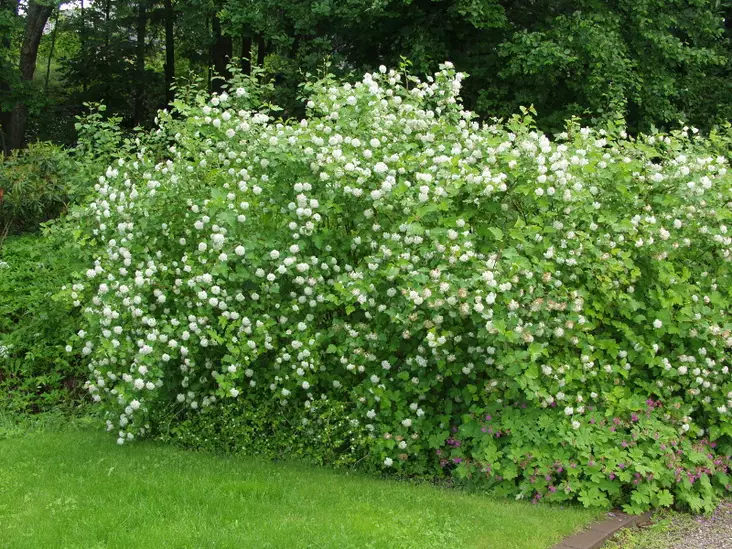 Lännenheisiangervo - Astiataimet - 3940523676382 - 1