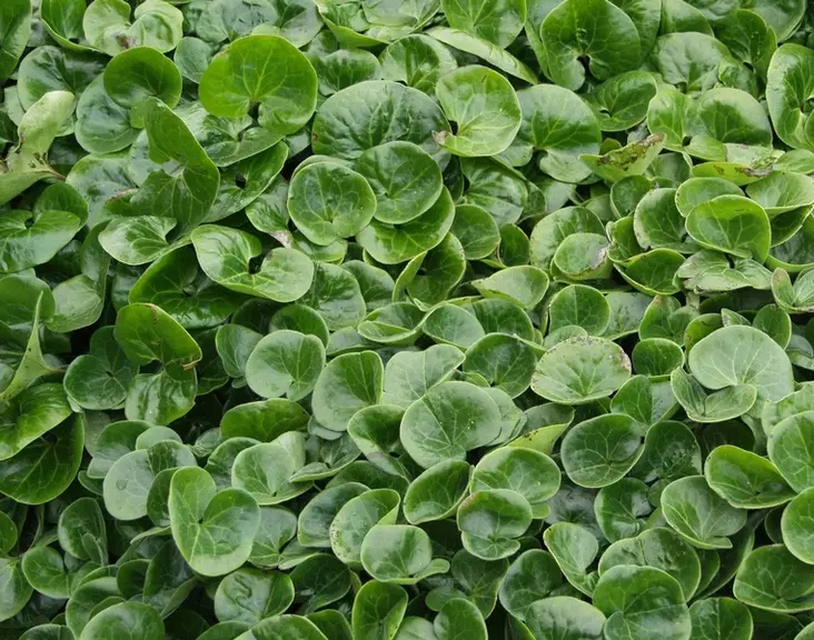 Lehtotaponlehti - Perennat - 6417481276062 - 1