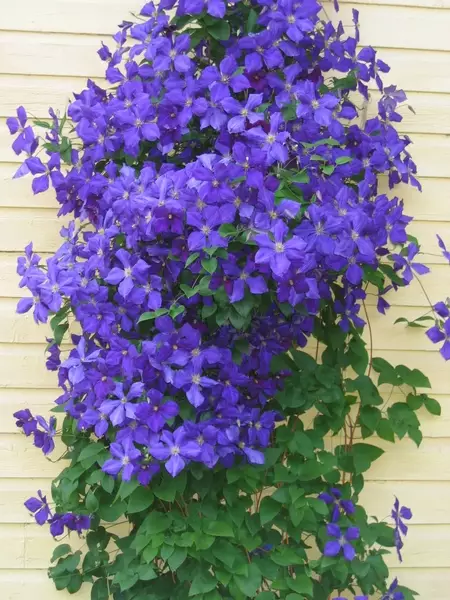 Loistokärhö Jackmanii - Clematikset - 3940535256282 - 1