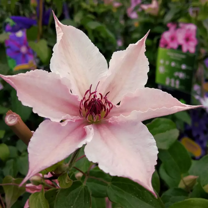 Loistokärhö Pink Fantasy - Clematikset - AB10010011162 - 1