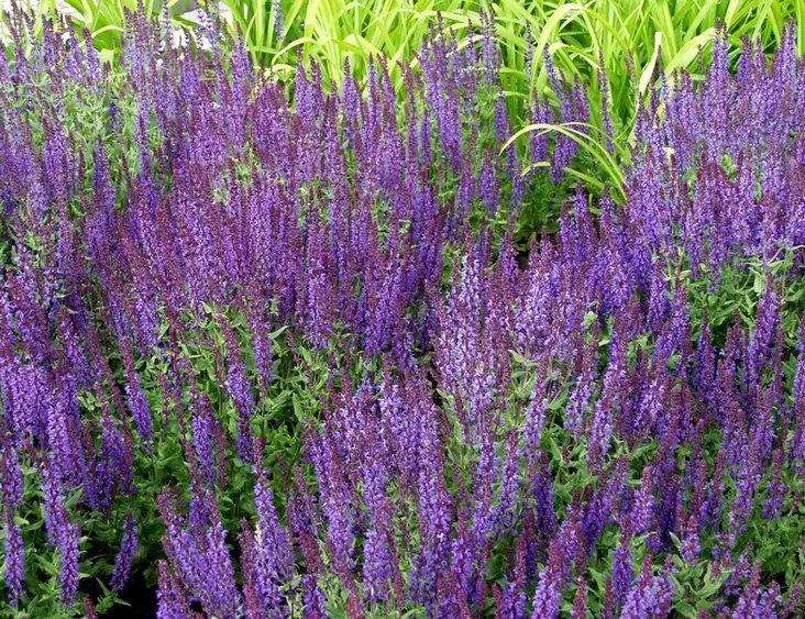 Loistosalvia Blue Queen - Perennat - 6417481274082 - 1