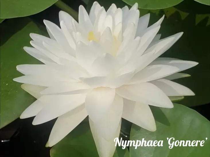 Lumme Gonnere - Lumpeet - AB10010012042 - 1