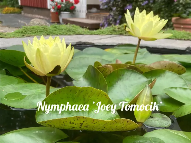 Lumme Joe Tomocik - Lumpeet - AB10010011322 - 1