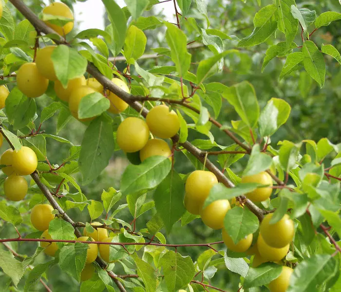 Luumupuu Siivosen Keltaluumu 150-200 - Luumupuut - 3940534042862 - 1