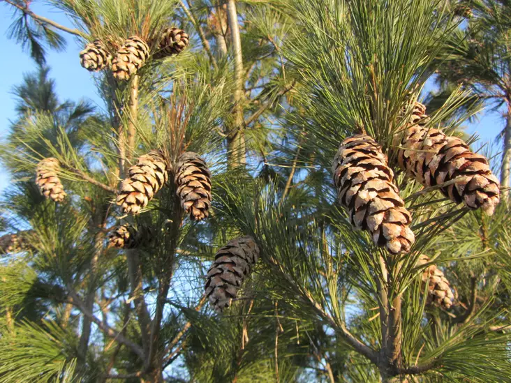 Makedonianmänty - Männyt - AB10010012232 - 1